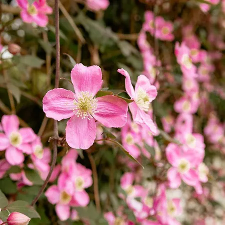 House From 1924 With Sea View In Front Yard * Mommark